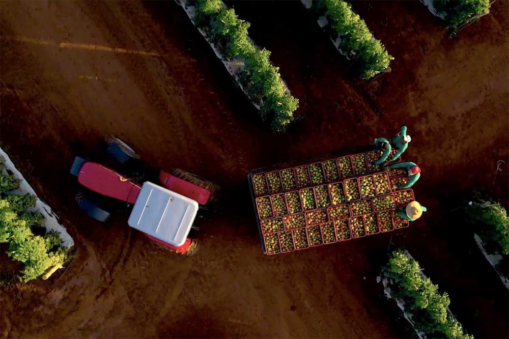 Com tecnologias cada vez mais eficientes e modernas, a média nacional passou de pouco menos de 40 toneladas por hectare na década de 1990, para a marca atual, de 70,8 toneladas, segundo o IBGE. 