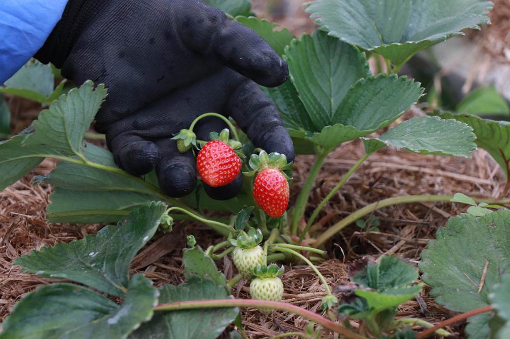 Tecpar abre vaga para bolsista de agronomia em programa de certificação de orgânicos Foto: Tecpar/Paraná