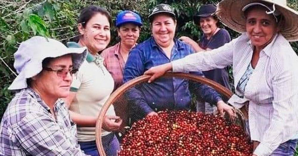 Com a obtenção do registro de IG, diz Romanelli, os produtos do Norte Pioneiro têm maior competitividade, tanto no Paraná quanto no Brasil e até no exterior. 