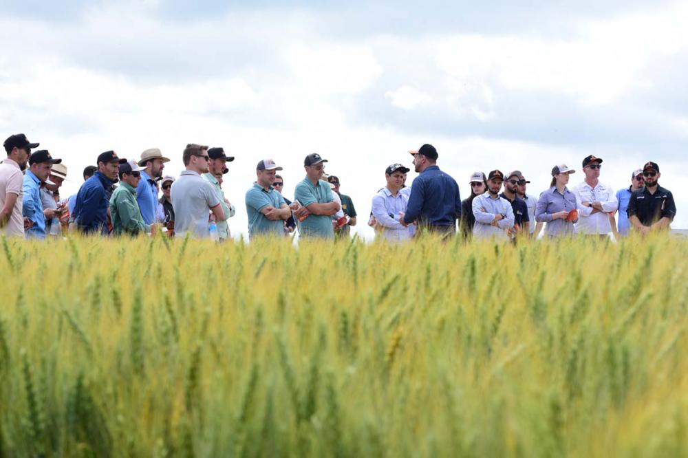 Mais de 300 pessoas estiveram presentes no dia de campo, que apresentou novas tecnologias no trigo e proporcionou uma troca de informações com a assistência técnica. Divulgação Biotrigo/Diogo Zanatta