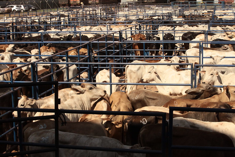 Durante cinco dias de evento, passarão pelo recinto cerca de 2 mil animais entre bovinos, equinos e ovinos vindos de todo o Brasil.