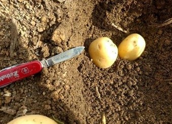 “Faça uma abertura no solo, com a mão ou uma pá, de 10 cm a 20 cm ou até encontrar umidade. Depois disso, pegue uma batata inglesa e corte-a ao meio, colocando no fundo da abertura, com a superfície cortada da batata no solo”, explica o agrônomo de Desenv