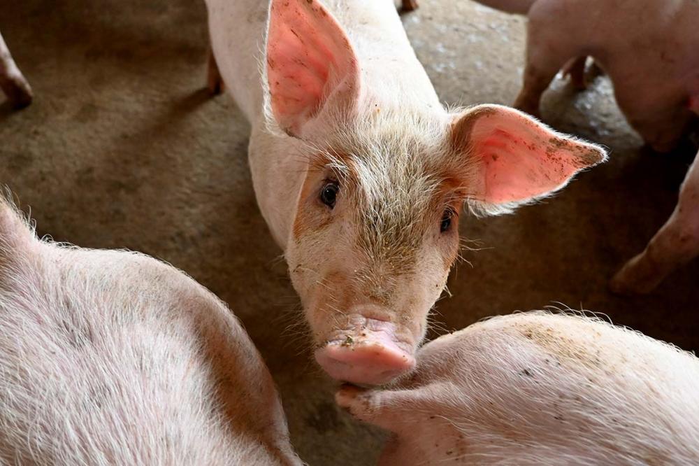É importante imunizar os animais com vacinas que propiciem ao sistema imunológico uma maior cobertura contra essas variações. Foto Toninho Anhaia