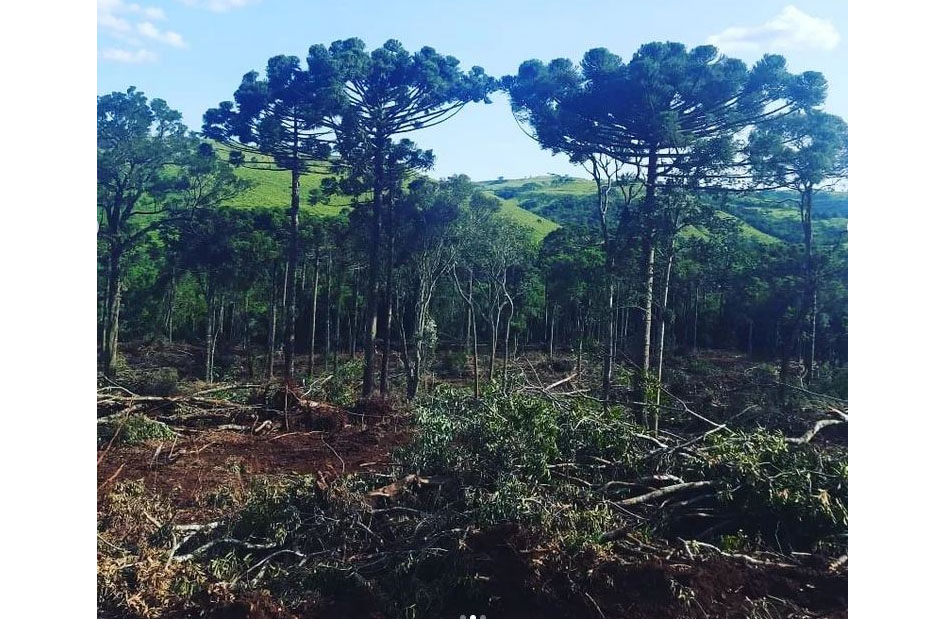 Denúncias anônimas via Disque-Denúncia 181 leva à prisão de dois suspeitos de desmatamento - Foto: Polícia Ambiental/SESP-PARANÁ