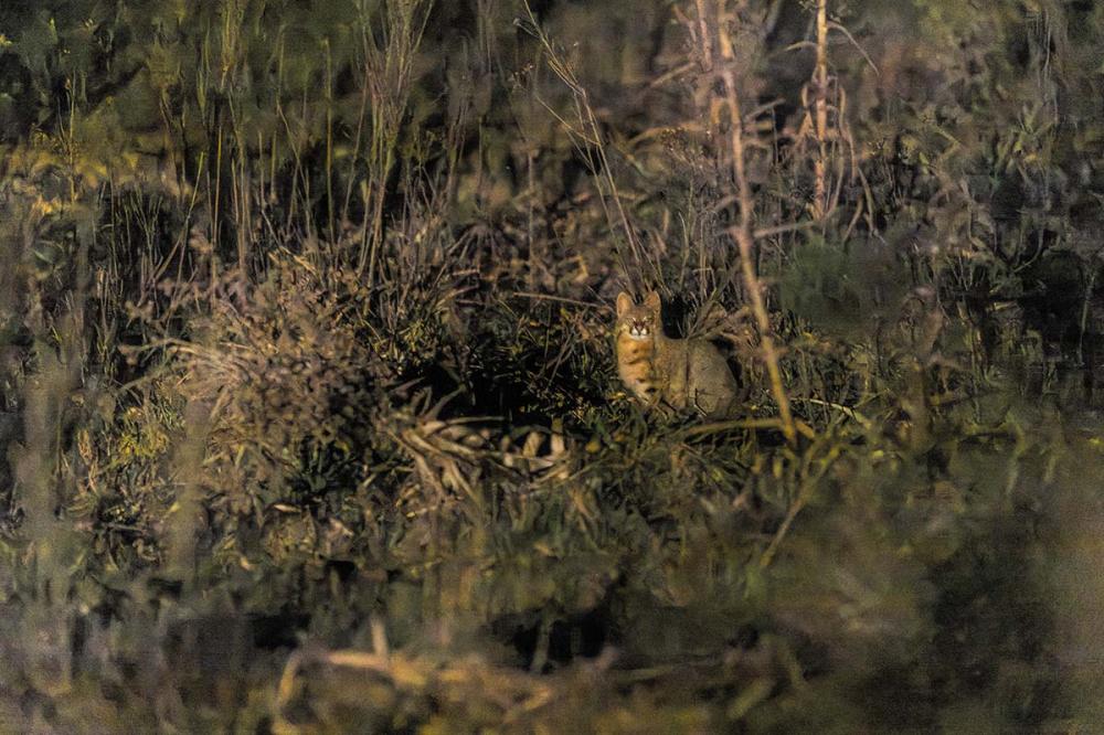 Gato-palheiro-pampeano (Leopardus munoai), registrado nas videiras da Família Salton | Foto: Gustavo Arruda e Gustavo Fonseca