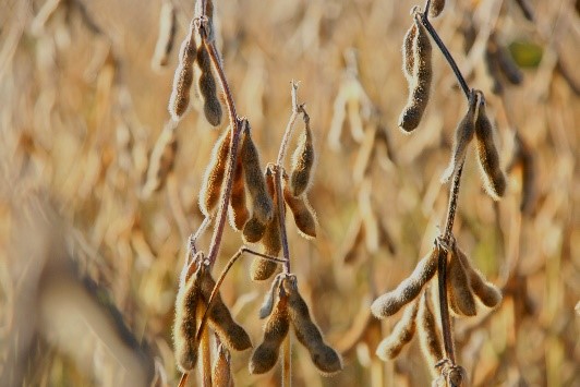 A soja tem sido muito importante para a economia nacional. Além de ser utilizada na alimentação humana, é um recurso importante para a nutrição animal.