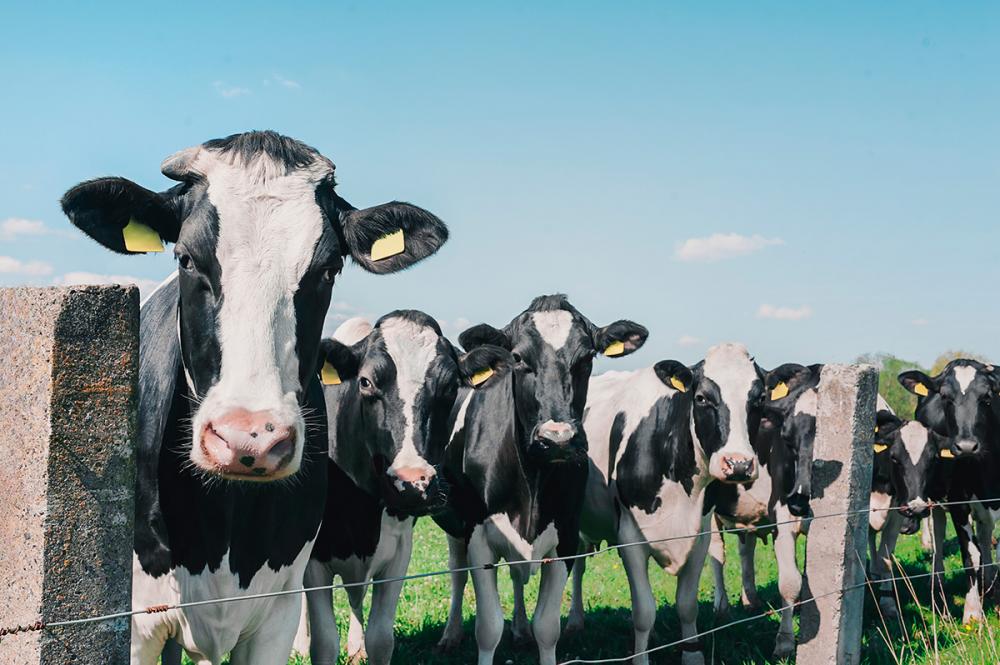 Veja dicas importantes que ajudam o pecuarista a diferenciar entre Mastite Clínica e Mastite Subclínica e como ela pode evitar perdas na produção de leite.