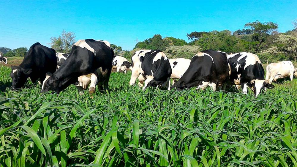 Com o Valente, foi possível realizar três cortes para a confecção de pré-secado para utilização nos animais destinados à produção de leite. 