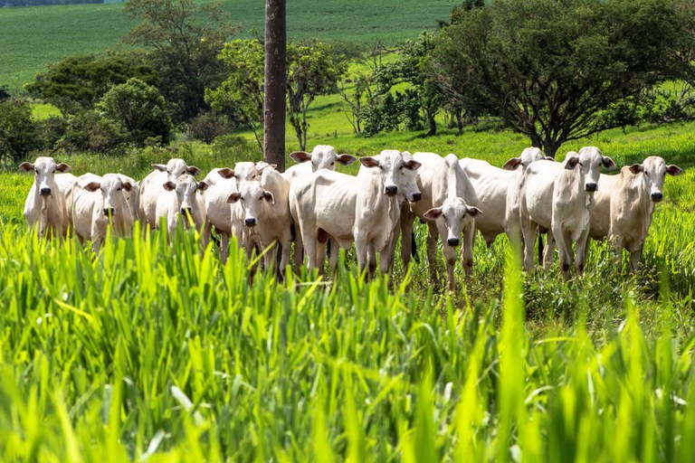 Mato Grosso aparece em primeiro lugar, com R$ 359 milhões aplicados em 2020/2021 e R$ 567,7 milhões em 2021/2022. Em seguida está Minas Gerais, com R$ 310,7 milhões e R$ 494 milhões, respectivamente. 