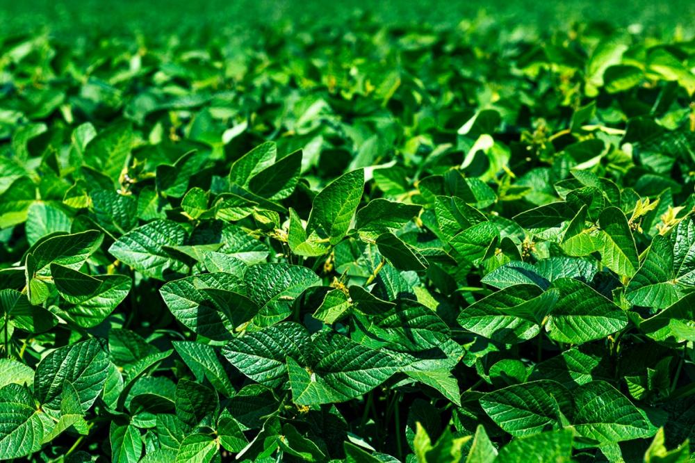 O Cerrado, cuja área equivale a 24% do território brasileiro e é uma das principais regiões agrícolas do mundo, considerada o centro da produção de alimentos nas últimas décadas.
