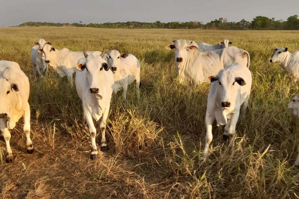Integração lavoura-pecuária é um movimento que tem gerado maior rentabilidade ao produtor na região ao reduzir custos no plantio da soja, elevar os ganhos com gado de corte e mitigar riscos das atividades