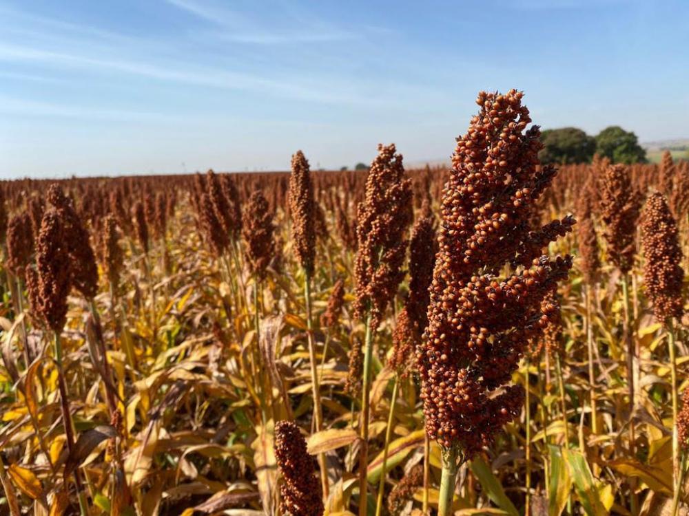 No Norte do Paraná, mais precisamente na região de Aquidaban, distrito de Marialva, a projeção para o aumento da área plantada de sorgo, safra 23/23, ultrapassa os 300%, passando de 800 ha para 2.700 ha. 