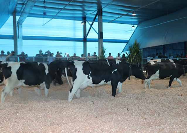 A utilização do compost barn no Brasil era uma reivindicação do setor produtivo desde que os sistemas confinados no País passaram a introduzir esse modelo. Foto Rubens Neiva.
