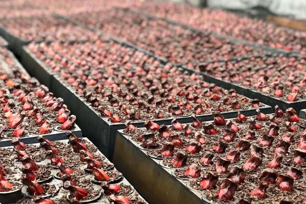 Existem três formas de distribuição das mudas pelo Instituto Água e Terra: por demanda espontânea, quando as pessoas entram no site e preenchem o formulário; para recuperação de áreas ou urbanização dos municípios; e com a ofertada em datas comemorativas,