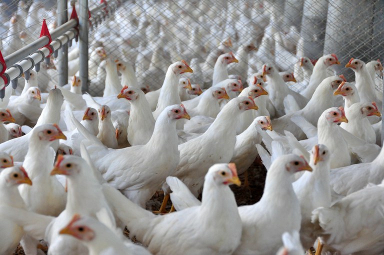 A IAAP é uma doença exótica no Brasil e sua prevenção é responsabilidade de todos os atores envolvidos na cadeia de produção, requerendo esforço conjunto entre os órgãos públicos e o setor produtivo, a fim de salvaguardar a saúde pública e a sanidade do p