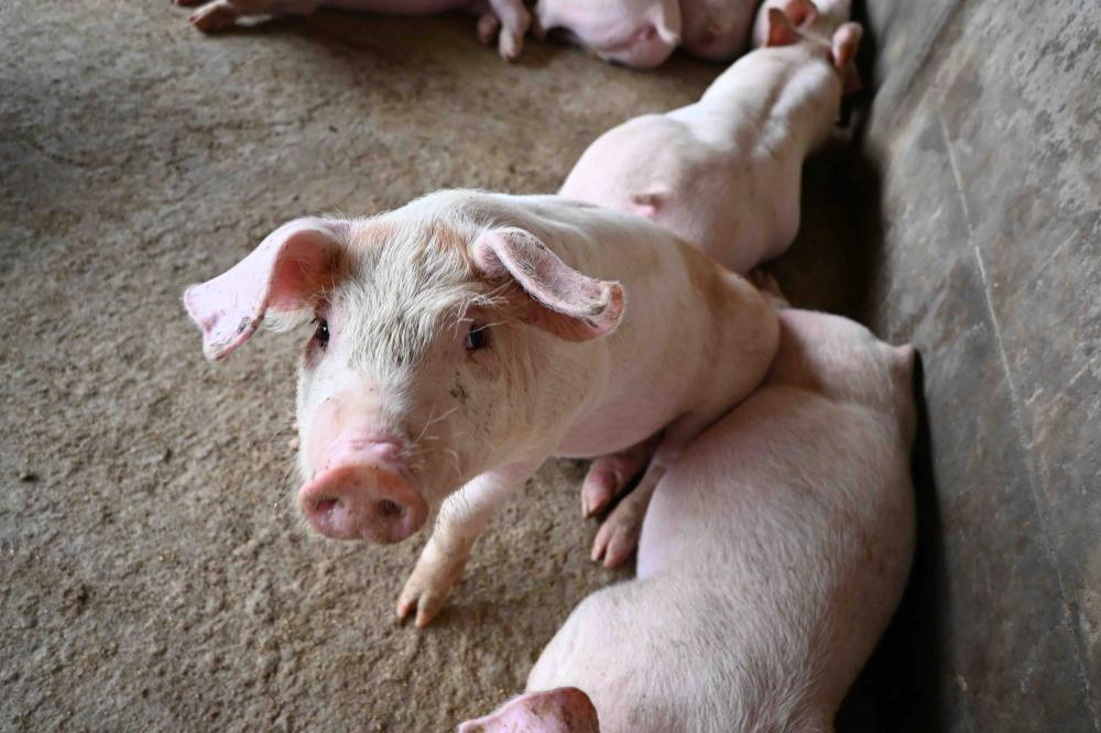 Com a abertura do mercado mexicano para a carne suína brasileira, o Brasil chegou a 48 novos mercados abertos para os produtos agropecuários em 2022. Foto Toninho Anhaia