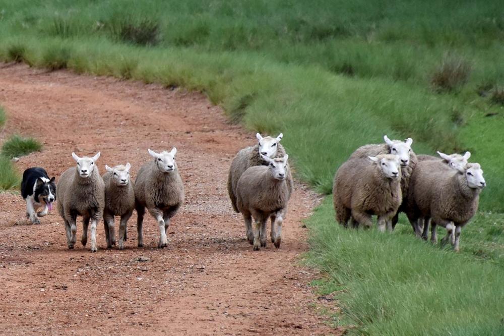 O Border Collie é a ferramenta que dá mais agilidade na condução do rebanho, sabendo respeitá-lo, para assim, conduzi-lo de uma maneira tranquila e sem stress. Foto Toninho Anhaia.
