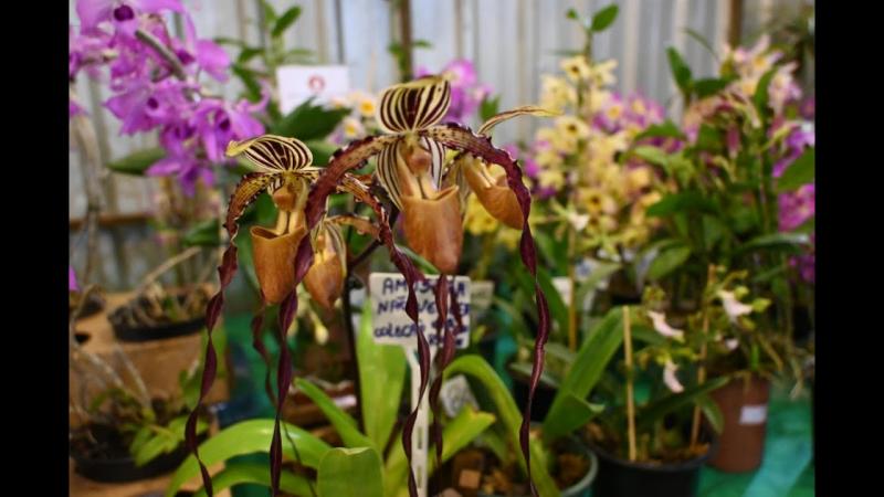  Cursos Online domestika.org saiba mais Anúncio 1 de 2 · 2:45 domestika.org 1 0:02 / 2:50 A 11ª Expo&Flor em Ponta Grossa atrai muito visitantes