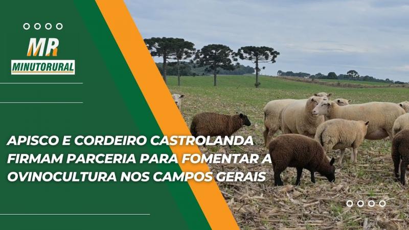 APISCO e Cordeiro Castrolanda firmam parceria para fomentar a ovinocultura nos Campos Gerais