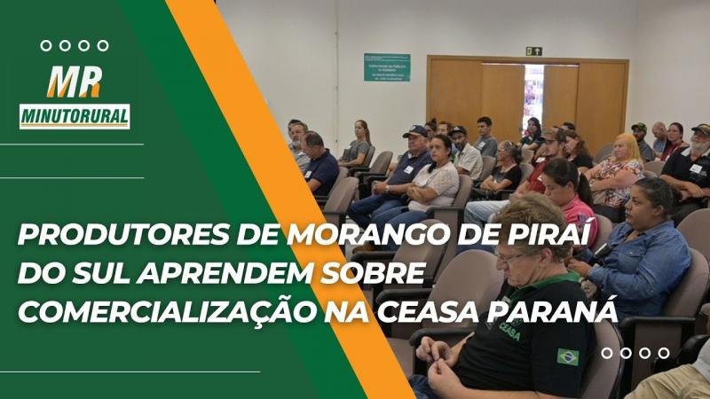 Produtores de morango de Piraí do Sul aprendem sobre comercialização na CEASA Paraná