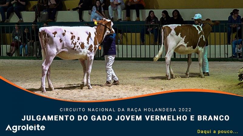 AGROLEITE 2022 - Julgamento do Gado Jovem da Raça Holandesa Vermelho e Branco