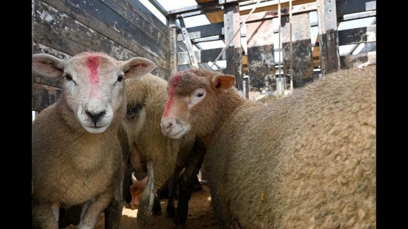 Criadores de ovinos da Apisco fizeram mais uma entrega de cordeiros para o Cordeiro Castrolanda.
