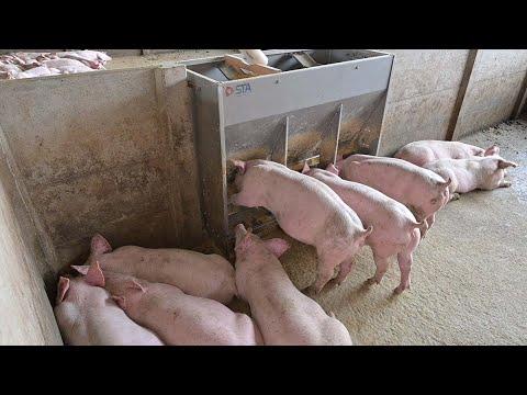 Comedouro em inox facilita o manejo na suinocultura