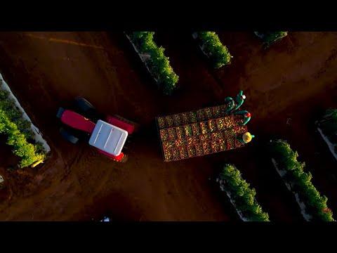 Tecnologia e controle de pragas impulsionam produção nacional do tomate