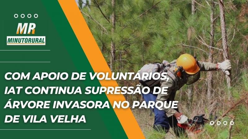 Com apoio de voluntários, IAT continua supressão de árvore invasora no Parque de Vila Velha