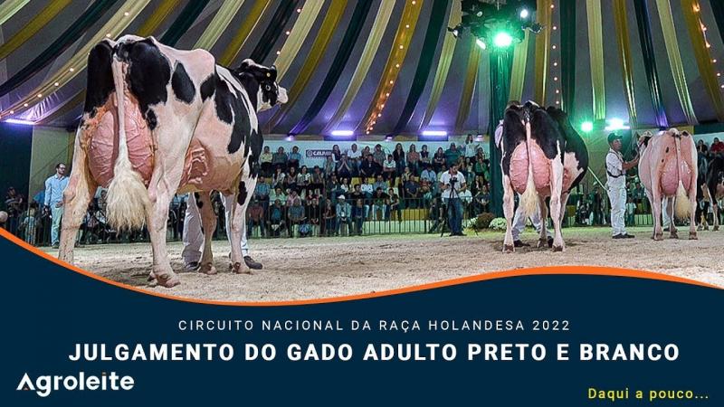 AGROLEITE 2022 - Julgamento do Gado Adulto da Raça Holandesa Preto e Branco