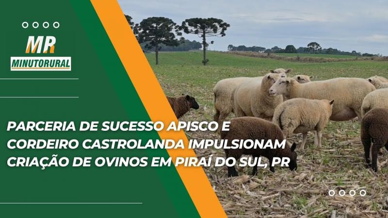 Parceria de Sucesso: Apisco e Cordeiro Castrolanda impulsionam a criação de ovinos em Piraí do Sul, PR.