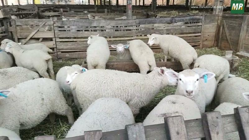 Criadores de ovinos da Apisco fazem a primeira entrega de cordeiros de 2022