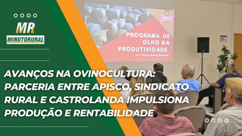 Avanços na ovinocultura: parceria entre Apisco, Sindicato Rural e Castrolanda impulsiona a produção.