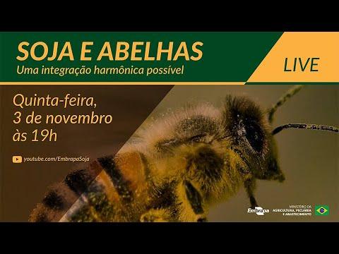 LIVE - Soja e Abelhas: Uma integração harmônica possível