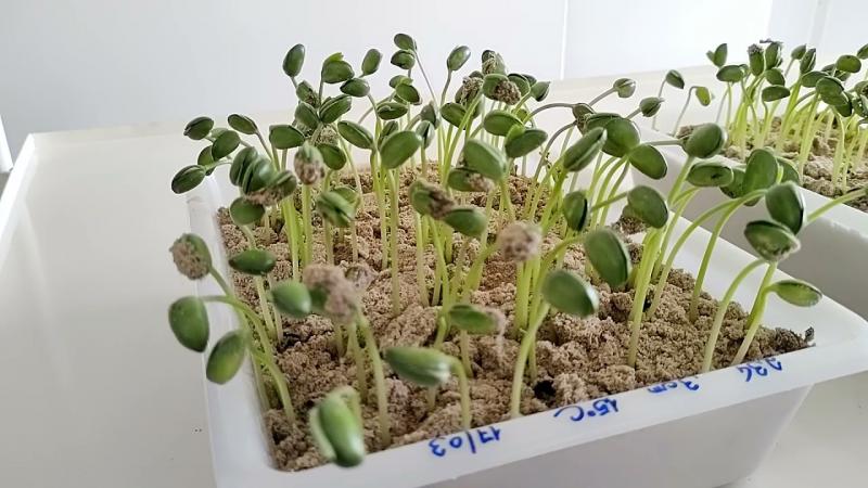 O Laboratório de Sementes da Cooperativa Frísia/Sementes Batavo