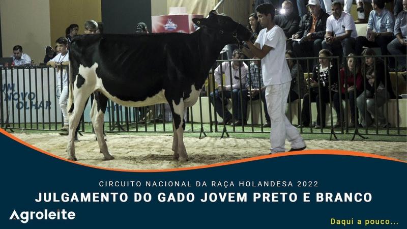 AGROLEITE 2022 - Julgamento do Gado Jovem Raça Holandesa Preto e Branco