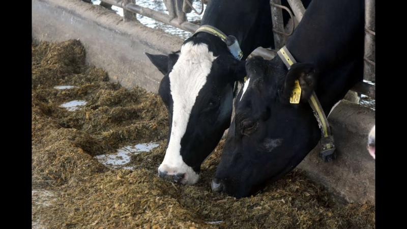 A importância da nutrição correta no desempenho do rebanho