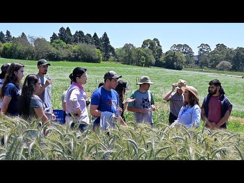 Dia de Campo de Cereais de Inverno realizado em Ponta Grossa, atrai mais de 160 participantes