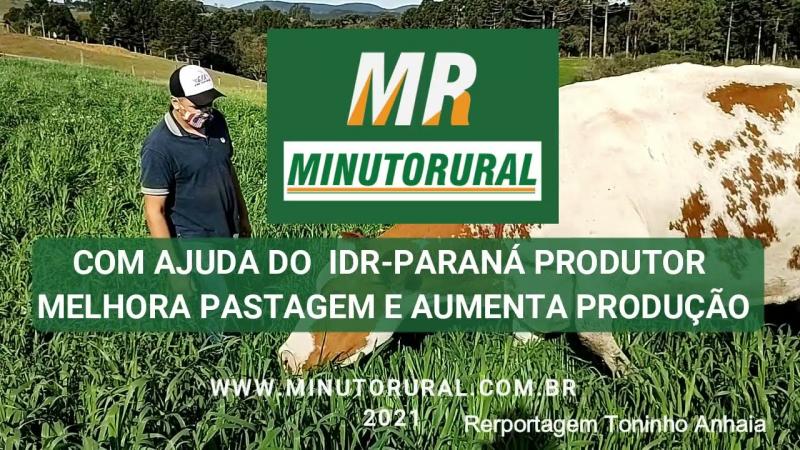 Melhore a pastagem do gado leite e aumente a produção - Veja algumas dicas do Instituto de Desenvolvimento Rural do Paraná.
