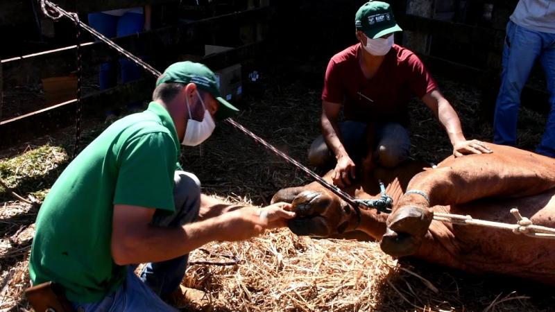 Sindicato Rural de Castro e Senar ensinam técnicas de casqueamento em bovinos de corte