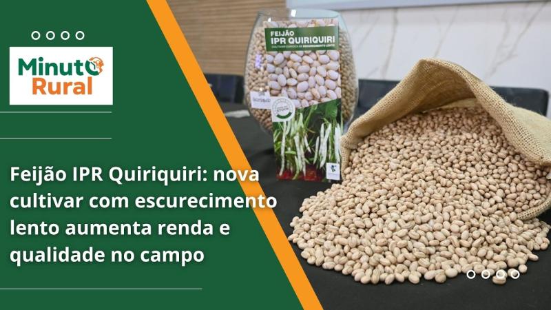  Feijão IPR Quiriquiri: nova cultivar com escurecimento lento aumenta renda e qualidade no campo