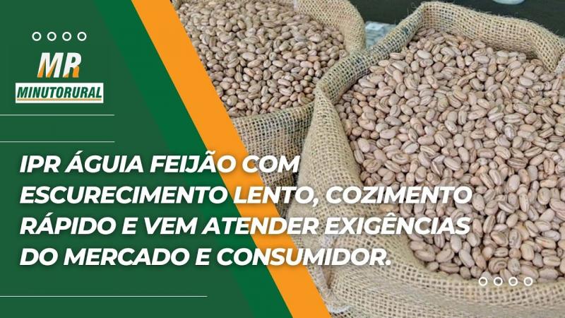 IPR Águia feijão escurecimento lento, cozimento rápido e atende exigências do mercado e consumidor