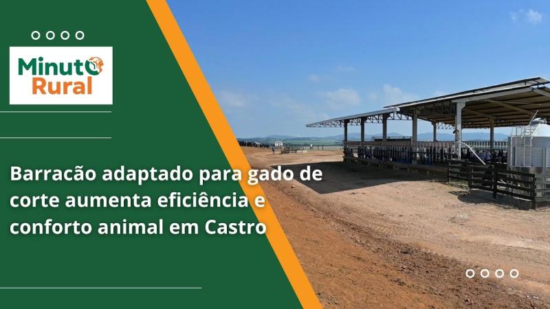  Barracão adaptado para gado de corte aumenta eficiência e conforto animal em Castro