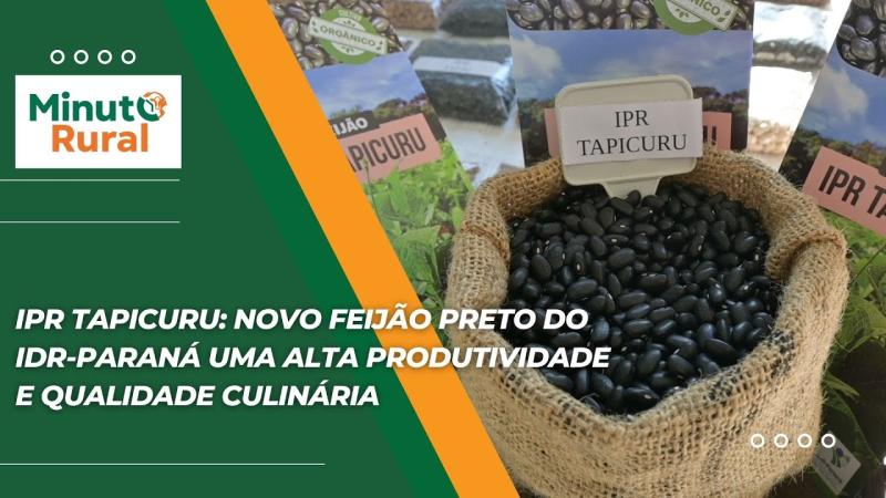 IPR Tapicuru: Novo Feijão Preto do IDR-Paraná Uma Alta Produtividade e Qualidade Culinária