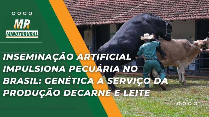 Inseminação artificial impulsiona pecuária no Brasil: Genética a serviço da produção: carne e leite