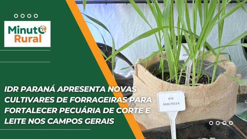 IDR Paraná apresenta novas cultivares de forrageiras para fortalecer pecuária de corte e leite
