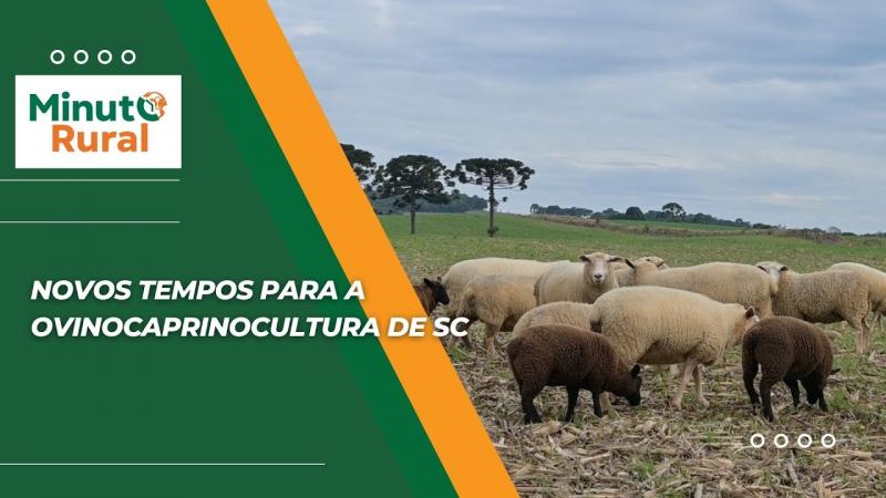 Novos tempos para a ovinocaprinocultura de SC