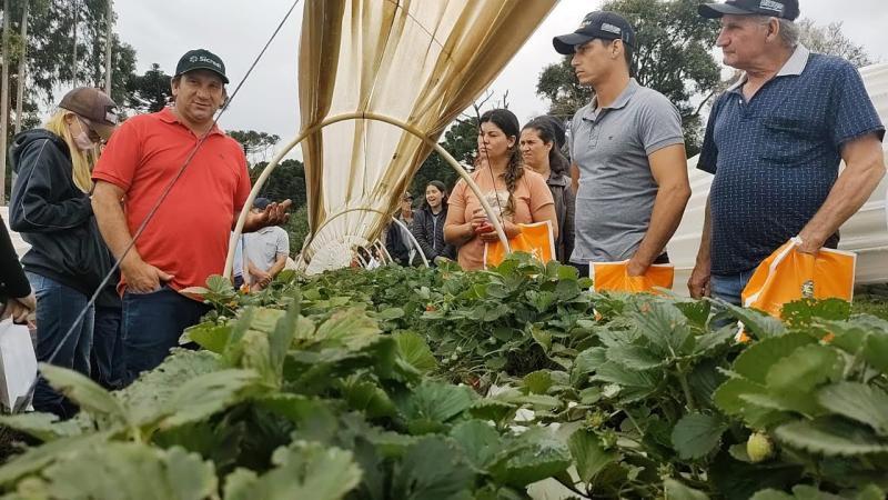 O AgroBaum em Campo sobre Morango Elevado atraiu inúmeros produtores em Piraí do Sul - PR
