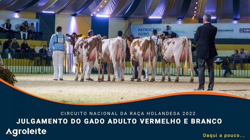 AGROLEITE 2022 - Julgamento do Gado Adulto da Raça Holandesa Vermelho e Branco
