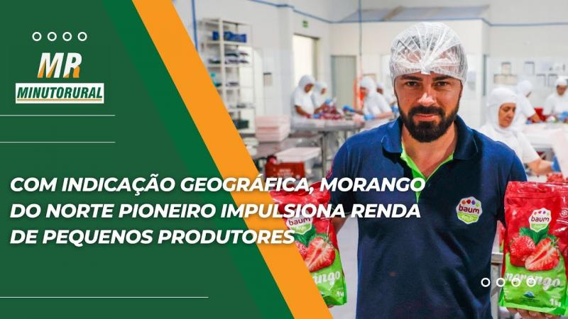 Com Indicação Geográfica, morango do Norte Pioneiro impulsiona renda de pequenos produtores